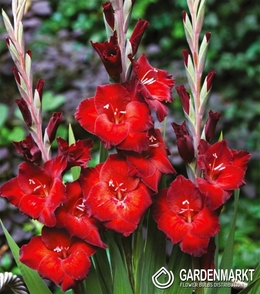 Gladiolus-Mieczyk Wielkokwiatowy Azuro 5 szt.