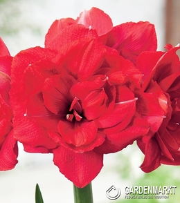 Hippeastrum - Amarylis Double Delicious 1 szt.