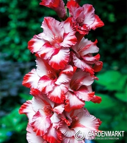 Gladiolus-Mieczyk Wielkokwiatowy Greyhound 5 szt.