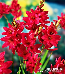 Ixia - Iksja Venus 10 szt.