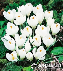 Krokus Biały 50 szt.