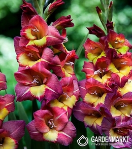 Gladiolus-Mieczyk Wielkokwiatowy Brescia 5 szt.