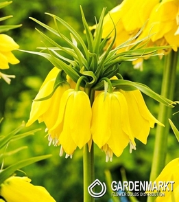 Fritillaria - Szachownica Early Passion 1 szt.