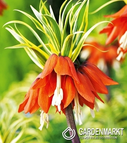 Fritillaria - Szachownica Aureomarginata 1 szt.