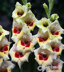 Gladiolus-Mieczyk Wielkokwiatowy Messina 5 szt.