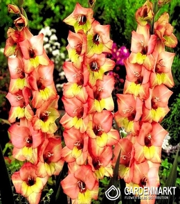 Gladiolus-Mieczyk Wielkokwiatowy Dandy 5 szt.
