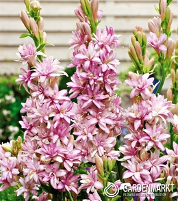 Polianthes Tuberosa - Tuberoza Pełna Pink Sapphire 1 szt.