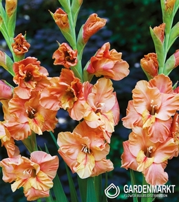 Gladiolus - Mieczyk Eres Tu 5 szt.