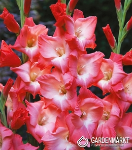 Gladiolus - Mieczyk Sogno 5 szt.