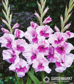 Gladiolus-Mieczyk Wielkokwiatowy Alannah 5 szt.