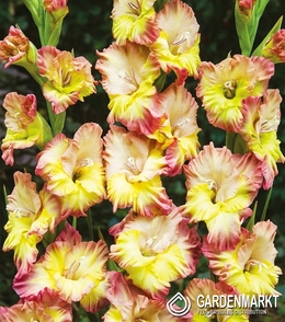 Gladiolus - Mieczyk Wielkokwiatowy Conca Verde 5 szt.
