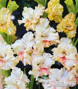 Gladiolus - Mieczyk Wielkokwiatowy Blondy 5 szt.