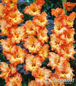 Gladiolus - Mieczyk Wielkokwiatowy Princess Frizzle 5 szt.