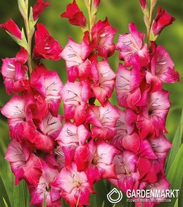 Gladiolus - Mieczyk Wielkokwiatowy Mars 5 szt.