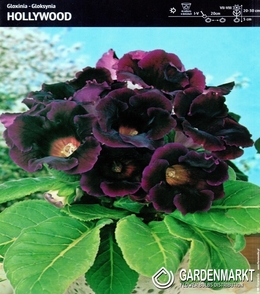 Gloksynia Hollywood 1 szt.