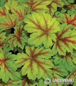 Heuchera Dale's Strain 1 szt.