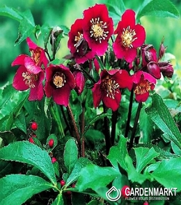 Helleborus-Ciemiernik Purpurascens 1 szt.
