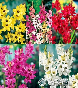 Zestaw Ixia - Iksja 5/+