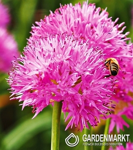 Allium-Czosnek Carolinianum 3 szt.