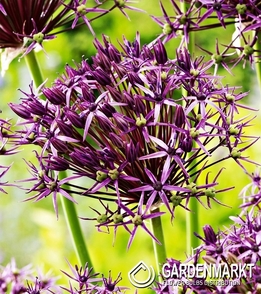 Allium - Czosnek Metallic Shine 1 szt.