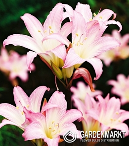 Amaryllis Belladonna - Zwartnica Belladonna 1 szt.