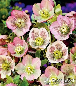 Helleborus-Ciemiernik Orientalis 1 szt.