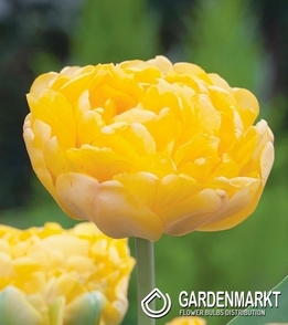 Tulipan Pełny Yellow Margarita 5 szt.