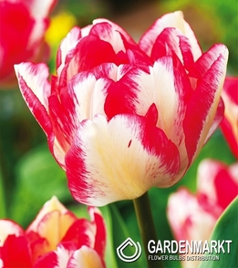 Tulipan Wielkokwiatowy Pełny Cartouche 5 szt.