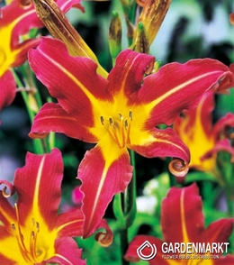 Hemerocallis - Liliowiec Red Magic 1 szt.