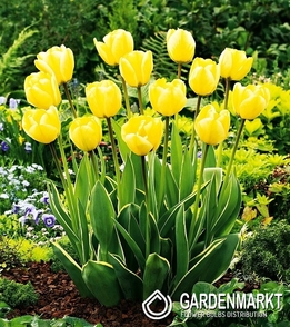 Tulipan z Dwukolorowym Liściem Jaap Groot 5 szt.