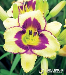 Hemerocallis - Liliowiec El Desperado 1 szt.