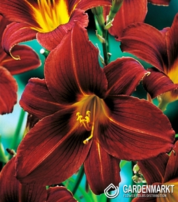 Hemerocallis - Liliowiec Black Prince 1 szt.