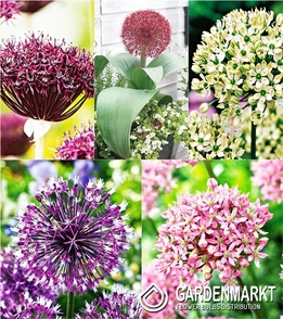Zestaw Allium - Czosnek Ozdobny 4