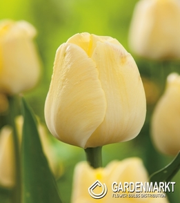 Tulipan Triumph Maria Kaczyńska 5 szt.