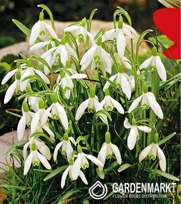 Galanthus Nivalis - Śnieżyczka Przebiśnieg 100 szt.