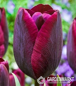 Tulipan Bordowy 30 szt.