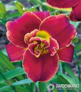 Hemerocallis - Liliowiec Highland Lord 1 szt.