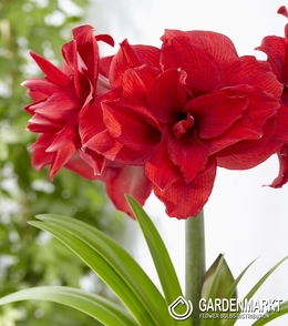 Hippeastrum - Amarylis Amarantia 1 szt.