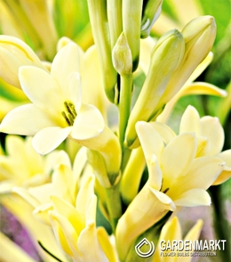 Polianthes Tuberosa - Tuberoza Super Gold 1 szt.