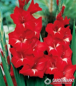 Gladiolus - Mieczyk Czerwono-Biały XXL 5 szt.