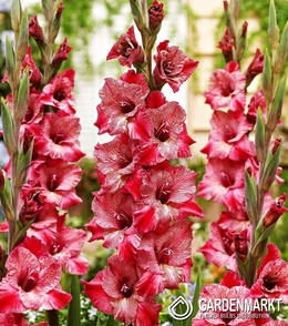 Gladiolus - Mieczyk Wielkokwiatowy Misty Mate 5 szt.