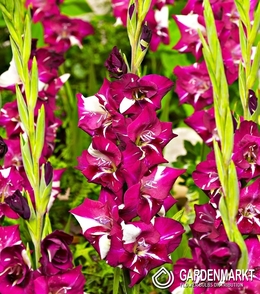 Gladiolus - Mieczyk Wielkokwiatowy Dared 5 szt.