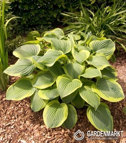 Hosta -Funkia Abiqua Moonbeam 1 szt.