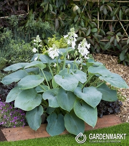 Hosta -Funkia Bressingham Blue 1 szt.