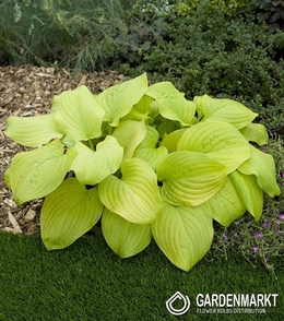 Hosta - Funkia Tortilla Chip 1 szt.