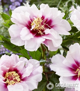 Piwonia Itoh Cora Louise 1 szt.