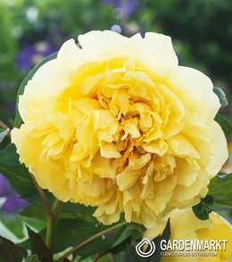 Piwonia Itoh Yellow Crown 1 szt.