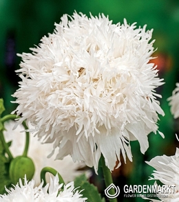 Papaver Orientalis-Mak Wschodni Miss Piggy 1 szt.
