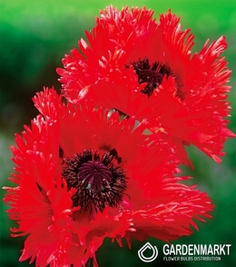 Papaver Orientalis-Mak Wschodni Turkenlouis 1 szt.