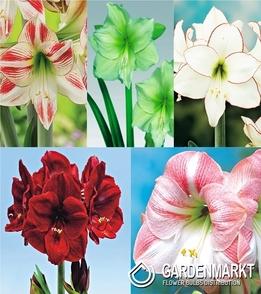 Zestaw Hippeastrum - Amarylis 2